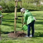 Pflanzung des Baum des Jahres 2026