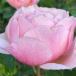 MORGENTAU & ROSENDUFT im Ostdeutschen Rosengarten ...