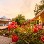 Der SAISONHÖHEPUNKT im Ostdeutschen Rosengarten