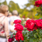 Rosen – Garten – Floristik zu den Rosengartenfestt...