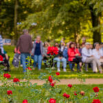 Rosengartensonntag am 31. August 2025: „Mit der Ro...